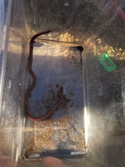 Xerotyphlops vermicularis