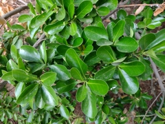 Euonymus japonicus