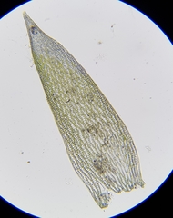 Sphagnum fallax