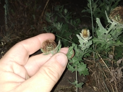 Centaurea pectinata