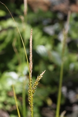 Carex mendocinensis
