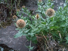 Centaurea pectinata