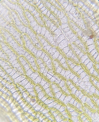 Sphagnum fallax