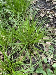 Carex jamesii