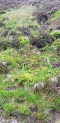 Sphagnum fallax
