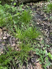 Carex jamesii