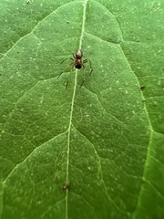 Philodromus marxi