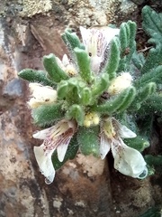 Ajuga iva iva