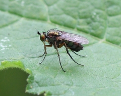 Dolichopus ungulatus