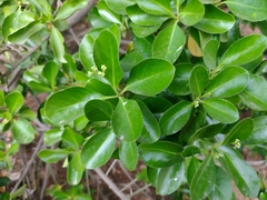Euonymus japonicus