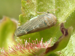 Limotettix