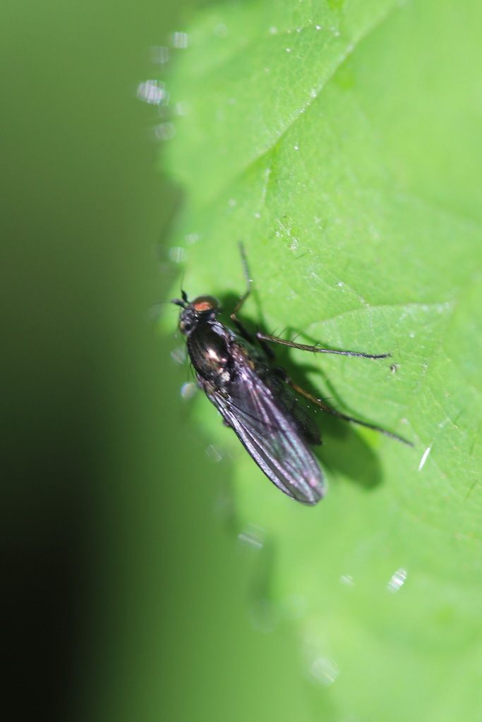 Gymnopternus cupreus