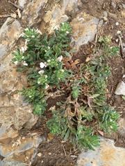 Ajuga iva iva