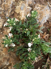 Ajuga iva iva