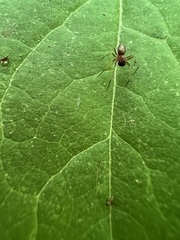 Philodromus marxi