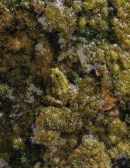 Pelophylax epeiroticus