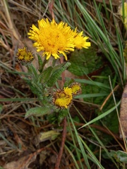 Pulicaria odora