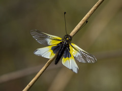 Libelloides baeticus