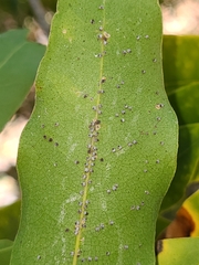 Euthoracaphis umbellulariae