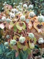 Euphorbia characias