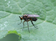 Dolichopus ungulatus