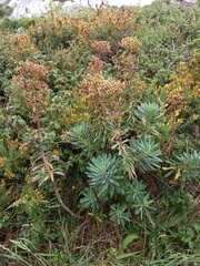 Euphorbia characias