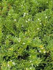 Myoporum parvifolium