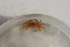 Opisthopus transversus