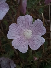 Malva hispanica