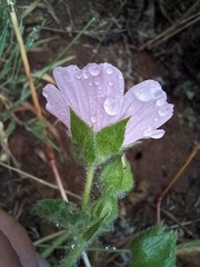 Malva hispanica