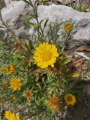 Pallenis maritima maritima