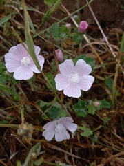 Malva hispanica
