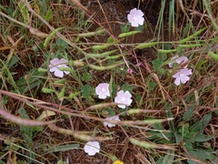 Malva hispanica