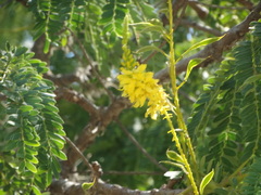 Conzattia multiflora