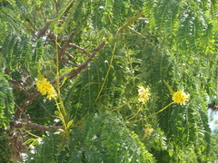 Conzattia multiflora