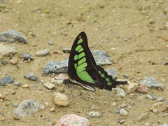 Graphium cloanthus