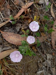 Malva hispanica