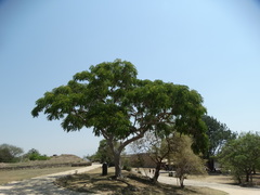 Conzattia multiflora