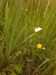 Stellaria palustris