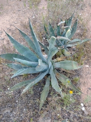 Agave americana