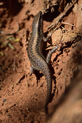 Trachylepis spilogaster