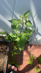 Solanum dulcamara