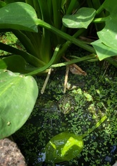 Pelophylax