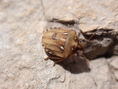 Derula flavoguttata
