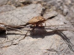 Derula flavoguttata