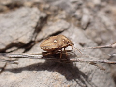 Derula flavoguttata
