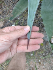 Agave americana