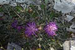 Centaurea raphanina