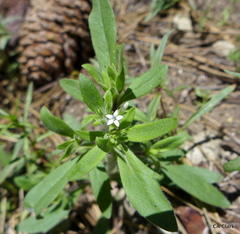 Allophyllum integrifolium