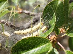 Yponomeuta mahalebella